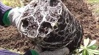 Planting Lupins ukgardening gardeninguk lupins [upl. by Kask]