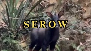 Incredible footage of the elusive wild Serow  a wild tropical goatantelope [upl. by Nuoras]