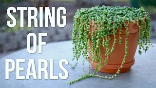 String of Pearls Care Guide  Garden Answer [upl. by Eliades]