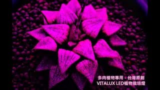 VITALUX多肉植物LED燈效果圖 使用LED多肉植物燈讓肉肉超粗壯 [upl. by Ellenij]