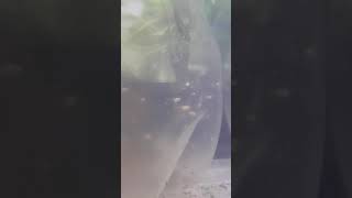 betta fry feeding on artemia nauplii [upl. by Panter]