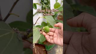 Fig plant Life cycle మేడిపండు अंजीर [upl. by Marr285]