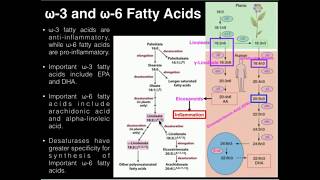 PUFAs Polyunsaturated Fatty Acid Metabolism DHA EPA AA [upl. by Adiraf]