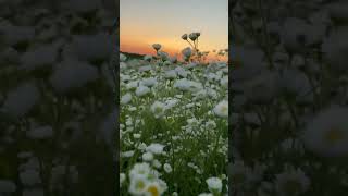 Feld der Gänseblümchen Schneeweißer Charme der Natur [upl. by Liddle704]