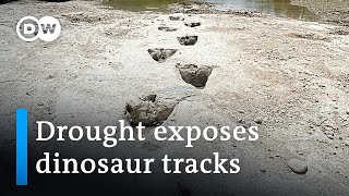 Drought uncovers 113 millionyearold dinosaur footprints  DW News [upl. by Aix]