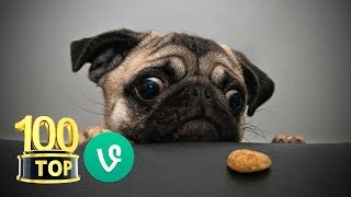 😂 Top 100 Grappige Honden Filmpjes en Videos honden grappig hondenfilmpjes [upl. by Merow]