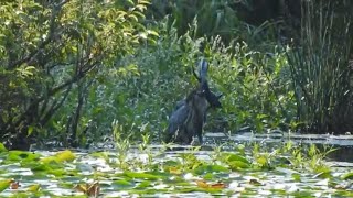 Incredible Moment Great Blue Heron Snags Enormous Bull Frog [upl. by Romito]