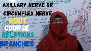 Anatomy of axillary nerve or circumflex nerve  root  course  relations  branches [upl. by Anne-Marie253]