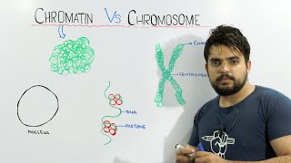 Chromatin vs Chromosome  An important concept of biology [upl. by Bainbrudge]