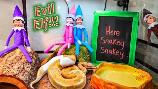 Evil Elf on the Shelf Snake Cage Day 11 [upl. by Meagan]