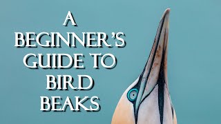 A Beginners Guide to Bird Beaks [upl. by Anthony]