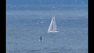 Humpback whale breaching off Mussel Rock Pacifica in a slow motion [upl. by Haziza]