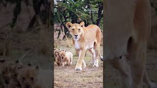 These Adorable Little Lion Cubs Are 5 Weeks Old ❤️ Funny and Cute Animal Cubs [upl. by Suillenroc]