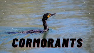 Cormorants Guide  Everything You Need to Know [upl. by Fine]