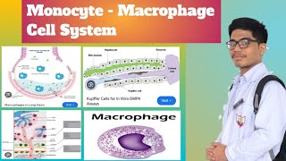 MonocyteMacrophage System  Reticuloendothelial System [upl. by Packton]