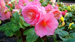 Amazing and Most Beautiful Begonia Flowers Pictures [upl. by Aetnahs]