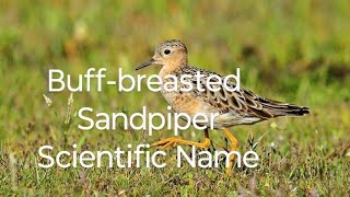 Buffbreasted Sandpiper Scientific Name birds birdslover birdslife [upl. by Yarezed]