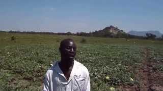 Riyalistic Agrimax on Watermelons Sukari F1 Homa Bay County [upl. by Sobel]