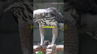 5 Amazing Facts About the Harpy Eagle [upl. by Gerhan172]