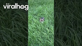 Tiny Puppy Plays in Grass  ViralHog [upl. by Anivlis782]