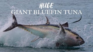 UNBELIEVABLE Giant Bluefin TUNA chasing Garfish in South Devon [upl. by Anaizit]