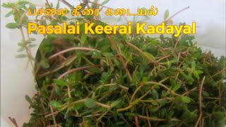 வில்லேஜ் ஸ்டைல் ​​பசலை கீரை கடையல் II Village Style Pasalai Keerai Kadayal II Organic Food [upl. by Hanikehs]