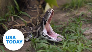 Florida Python Challenge What to know about the annual contest  USA TODAY [upl. by Zebe982]