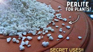 How To Use Perlite For Plants CORRECTLY  4 Effective Ways To Use Perlite [upl. by Allissa]