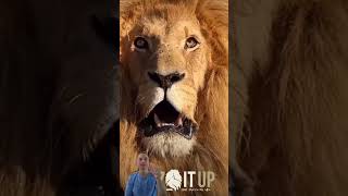 The lion king roaring and growling loud lionking animals wildlife [upl. by Cirtemed]