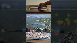 Glofish  tetra  feeding time [upl. by Chemaram]