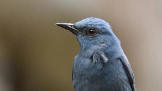 Blue Rock Thrush male calls [upl. by Adolf]