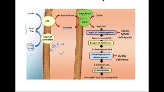 Beta Oxidation of Fatty acids How to calculate net ATPs from Beta Oxidation [upl. by Assinna246]