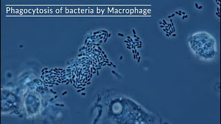 Macrophage eat bacteria under the microscope [upl. by Farrand487]