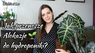 Przenoszenie Alokazji z ziemi do hydroponiki Jak to robię 🤔🌱 [upl. by Serrell]