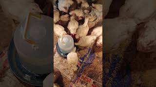 Наші курчата our chickens [upl. by Blackmun]