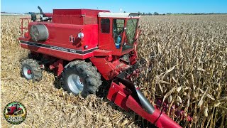 International Harvester 1460 Combine Harvesting Corn [upl. by Eliot474]