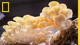 You Didn’t Know Mushrooms Could Do All This  National Geographic [upl. by Beckerman]