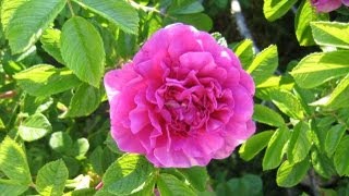 How To Grow Roses From Cuttings Fast and Easy [upl. by Diane]