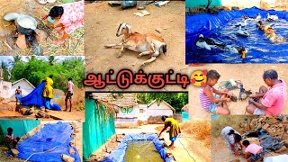 🦆வாத்துக்கு பெரிய🌊 நீச்சல் குளம் READY👍 part2 BROWNY🐐 குட்டி போடப்போகுது💝 pannai thottam🌈 [upl. by Banebrudge]