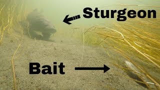 Sight Fishing for Monster Sturgeon in a tiny Creek Underwater View Pt 3 [upl. by Naitsabes]