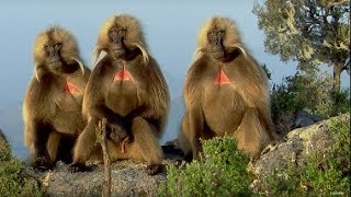 Defending a Monkey Harem  Clever Monkeys  BBC Earth [upl. by Annoed774]