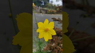 Garden Cosmosflowershortsyoutube [upl. by Coffey50]