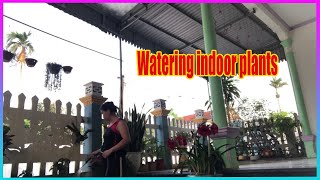 Vlog Daily Watering indoor plants [upl. by Golightly]