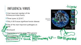 Influenza Virus [upl. by Clareta]