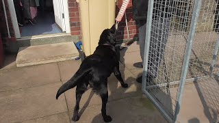 NIKKI BLACK LABRADOR SERIES TWO EPISODE FORTY SEVEN AT TEN MONTHS OLD WITH DEBBIE amp ANDREW [upl. by Ronoh]