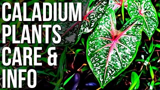 Caladium Plant Info And Care  Caladium Care Tips And Tricks [upl. by Fesuoy118]