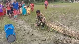 deadly snake rescue n releasedBANDED KRAITBungarus fasciatusNEUROTOXIC venomSAKHAMUTISANKHINI [upl. by Iadahs64]