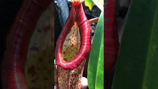 Nepenthes ‘Miranda’ ❤️🍃carnivorousplants nepenthes pitcherplant [upl. by Menendez]