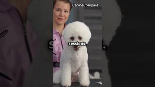 Poodle vs Bichon Frise Which Breed is Right for You [upl. by Niletak288]