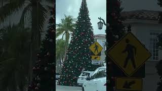 Massive Christmas Trees youtubeshort shorts christmastrees merrychristmas [upl. by Hare]